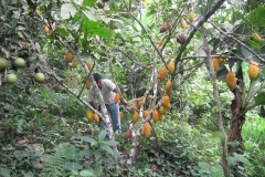CACAO EN PRODUCCION