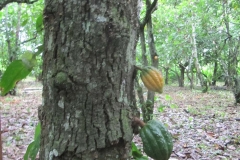 CACAO NACIONAL EN LAS PARCELAS DE  LAS COOP. EL CEIBO