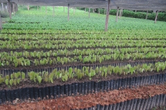 PLANTINES DE CACAO EN VIVERO EL CEIBO