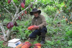 PRODUCTOR IMBESTIGADOR DE EL CEIBO