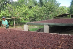 SECADO DEL GRANO DE CACAO